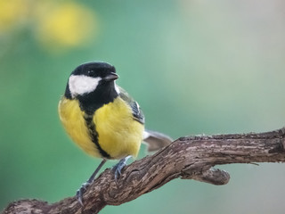 great tit titmouse siting on a perch