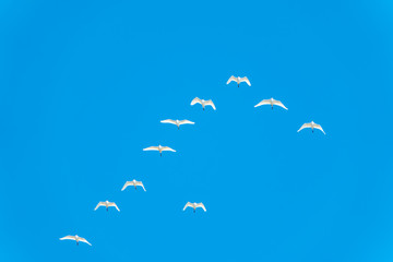 Wedge of white cranes in the blue sky