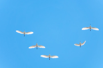Wedge of white cranes in the blue sky
