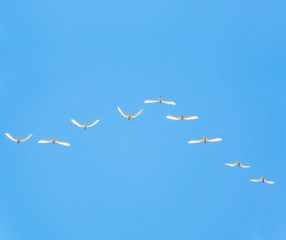 Wedge of white cranes in the blue sky