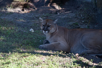 Florida Panther Wildlife vom Aussterben bedroht