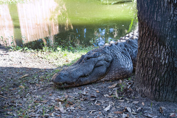 Alligator Gator Wildlife Everglades Florida