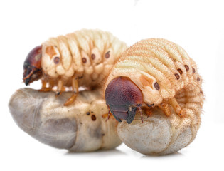 Beetle grub isolated on white background. Coconut rhinoceros beetle. Larva on white background.