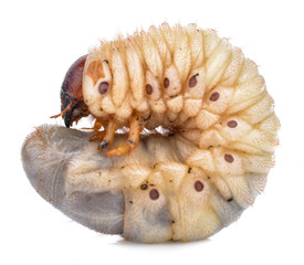 Beetle grub isolated on white background. Coconut rhinoceros beetle. Larva on white background.