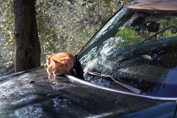 Gatto rosso sul cofano dell'auto