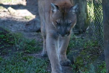 Florida Panther Wildlife vom Aussterben bedroht