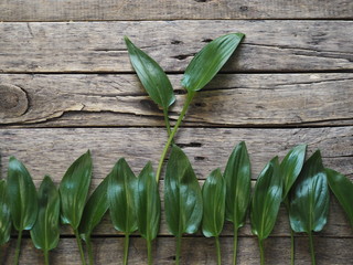 Obraz premium The concept of natural eco-friendly being. Green leaves of a tropical plant on a wooden ancient background. place for an inscription. Art photo.