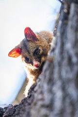 Brushtail possum
