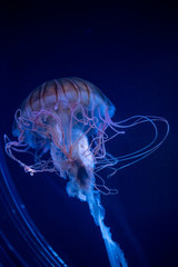 jellyfish