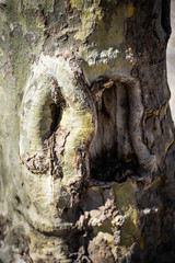 close up view of the ancient trees in Paris