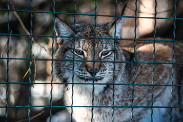 Leopard, big spotted cat licking paw closeup bobcat