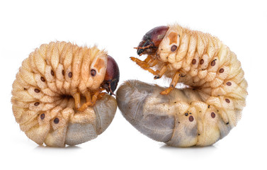 Beetle grub isolated on white background. Coconut rhinoceros beetle. Larva on white background.