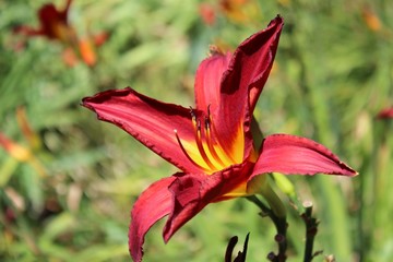 Plakat Red Day Lily