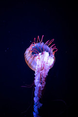 jellyfish