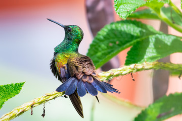 A Copper-rumped hummingbird sunning himself in the bright tropical sun.