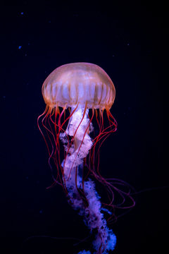 Jellyfish