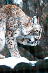Leopard, big spotted cat licking paw closeup bobcat