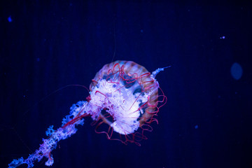 jellyfish
