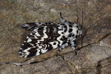 04.07.2019 DE, RLP, Schönecken Klosterfrau Panthea coenobita (ESPER, [1785])