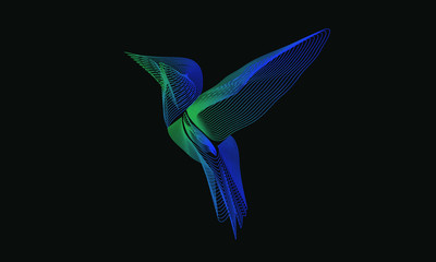 Vector graphics. Bird hummingbird. Line