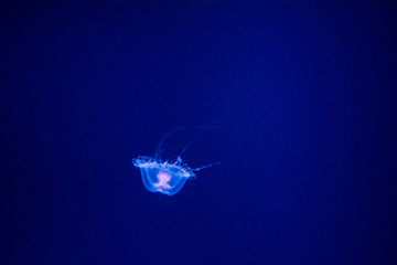 jellyfish