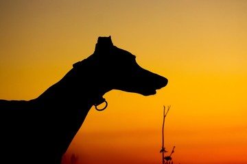 Greyhound silhouette close-up at sunset