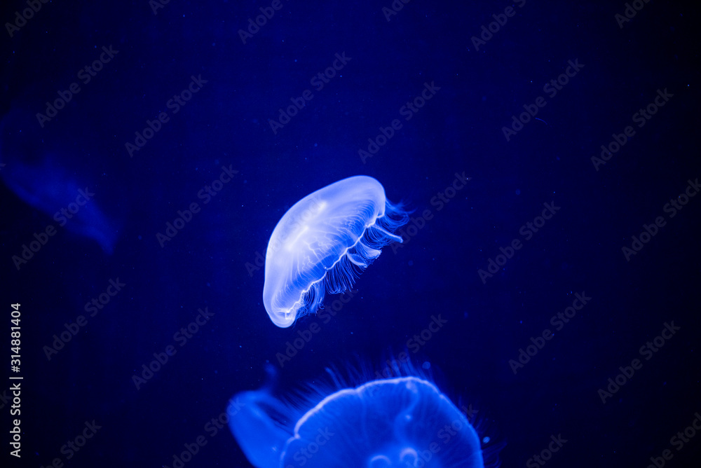 Wall mural jellyfish