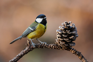 Beautiful titmouse resting on a branch. Image with small European bird and with natural brown background.
