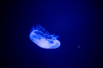 jellyfish