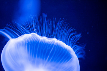 jellyfish