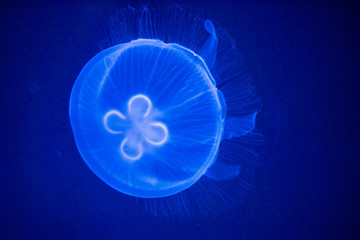 jellyfish