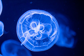 jellyfish