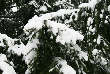 branches of a fir tree in a winter forest covered with snow after a snowfall close up