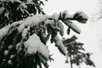 branches of a fir tree in a winter forest covered with snow after a snowfall close up