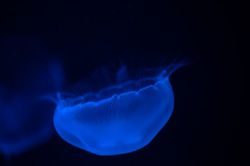 jellyfish
