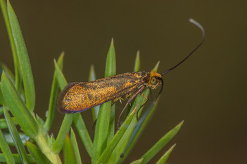 04.07.2019 DE, RLP, Schönecken Witwenblumen-Langhornfalter Nemophora metallica (PODA, 1761)
