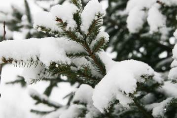 branches of a fir tree in a winter forest covered with snow after a snowfall close up