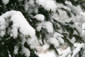 branches of a fir tree in a winter forest covered with snow after a snowfall close up