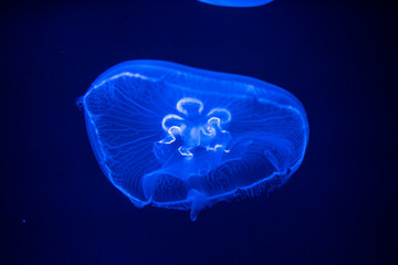 Fototapeta premium jellyfish