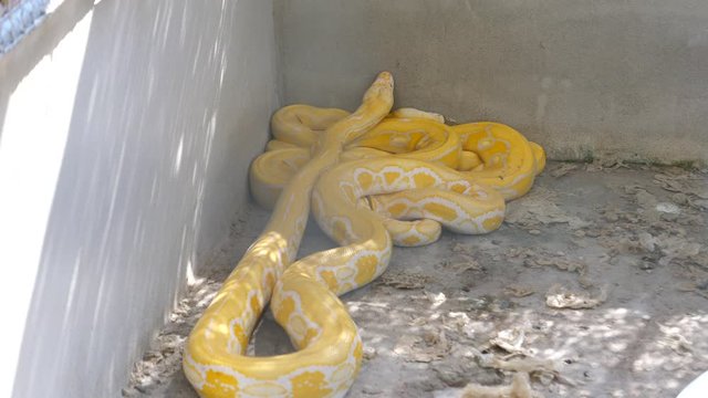footage of snake in the cage at the zoo