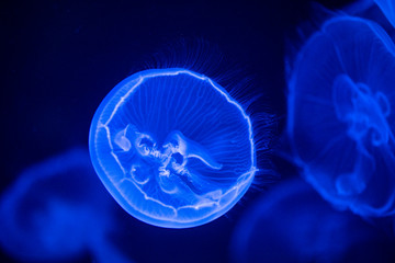 Obraz premium jellyfish