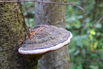 shelf fungus on a tree trunk in the forest