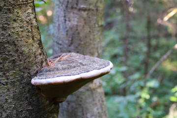 Fototapeta premium shelf fungus on a tree trunk in the forest