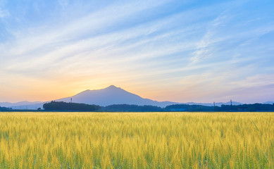 筑波山と麦畑　朝景