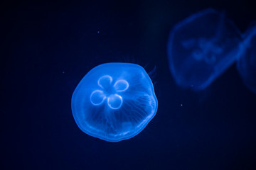 jellyfish