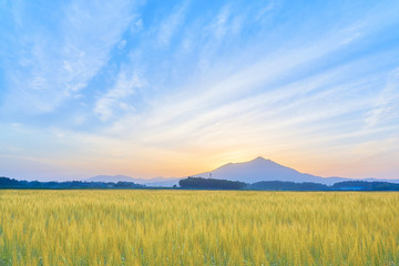 筑波山と麦畑　朝景