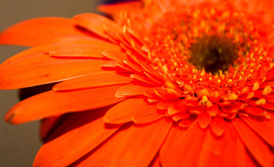 Bright Orange Gerbera