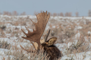 Bull Moose Bedded in Winter in the Tetons