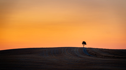 Fototapeta na wymiar Silhouette of tree on top of hill at sunset. Travel destination Tuscany