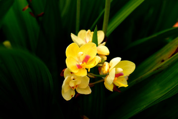 Blooming yellow orchid in garden feel relax and romantic